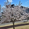 春の訪れ－陸前高田