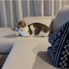 ソファーが気に入った様子の愛猫たち♪