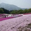 羊山公園　芝桜の丘