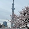 東京の桜は満開です。