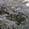 近江八幡　八幡堀の桜その１