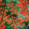 紅葉｜昔のフィルム写真