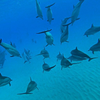 GoPro（ゴープロ）で撮ったイルカの写真がかわいくていいぞっ！#goprodolphins