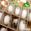 夏休みの自由研究　カイコを飼う