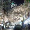 高島屋脇の夜桜