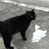 石垣島、街のら猫、ＴＮＲ　92匹、93匹目です。