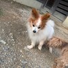老犬ホームあん｜新人さん タケ^^