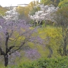 今朝の桜と大川栄策