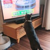 猫が気になるのはルンバなのか、ジャパネットなのか