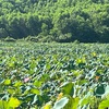 「Tra Ly の広大な蓮の池」ここは観光客はほとんどいない場所です！