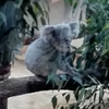 東山動物園①