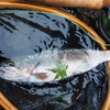 養殖魚の胸ビレはエサ代わりなのか。
