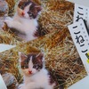 岩合光昭写真展「こねこ」