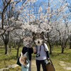 公園が目的にあらず、桜を見よ！