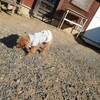 老犬ホームあん｜新人さん クルミ^^