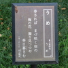 万葉歌碑を訪ねて（その１２１１）―加古川市稲美町　中央公園万葉の森（９）―万葉集　巻八　八一八