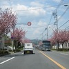 都民の森へ・・花達・・（東京都西多摩郡）