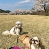 春とは思えない陽気にヘロヘロ