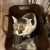 【雑記・お題】『ペットを飼うこと』保護猫だったナツが我が家に来るまで☆