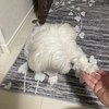マンションで犬を飼う時の注意点は・・・
