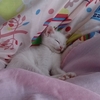 猫とコタツの関係