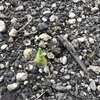 【無肥料自然農法】ニンニクが発芽した！いちごの定植準備！