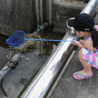 釣りエサ用エビを繁殖させる ミナミヌマエビ ブツエビ を発泡スチロール飼育するのがベスト Rib Ertas