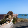 東北東部東離島のねこさん