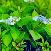 ５月２７日