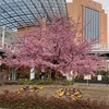 海老名駅東口駅前ロータリーの河津桜