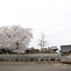 清水寺の桜・・