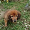 老犬ホームあん｜新人さん みずき＾＾
