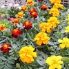 マリーゴールドやペチュニア　など夏の花入ってます♪!(^^)!