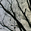父と見た空