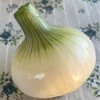 新玉ねぎ