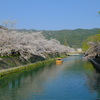 桜の開花が遅れている