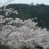 　錦帯橋の桜