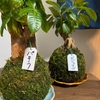 植物と教育