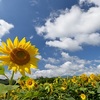 今年の夏も無事に過ごしたい