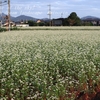 常陸秋そばの花・・