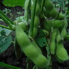 糸島ビアファームの今年の枝豆