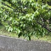 叩きつける様な雨