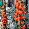 「立冬」、「六（八）割干し柿」の出来上がり。