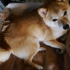 動きのない写真、だよ