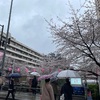 【桜開花状況】目黒川の桜まつり行きました！