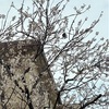 初桜？開花は26日からということですが、桜っぽい花を見かけました
