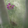 小さな庭の秋の花たち～コスモスとシュウメイギク