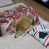 最近のいろいろ