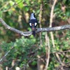 自転車のブレーキの音で鳴くジョウビタキ