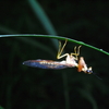 カマキリモドキ